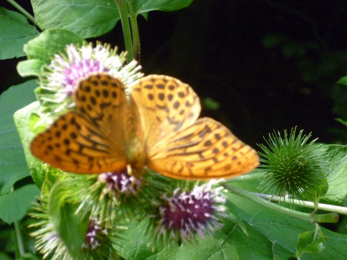 Postelwitz Schmetterling