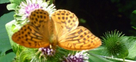 Postelwitz Schmetterling